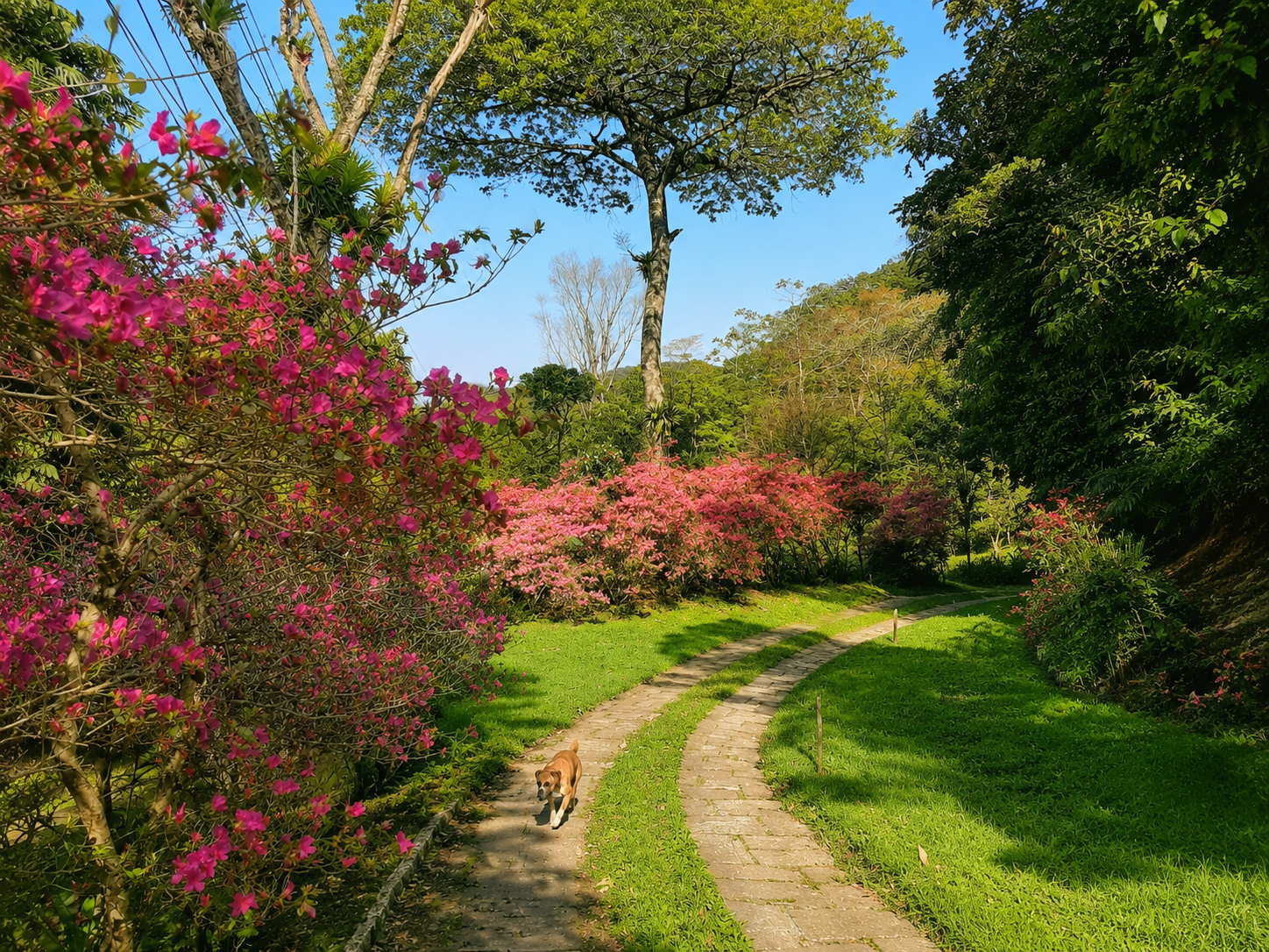 Trilha com flores